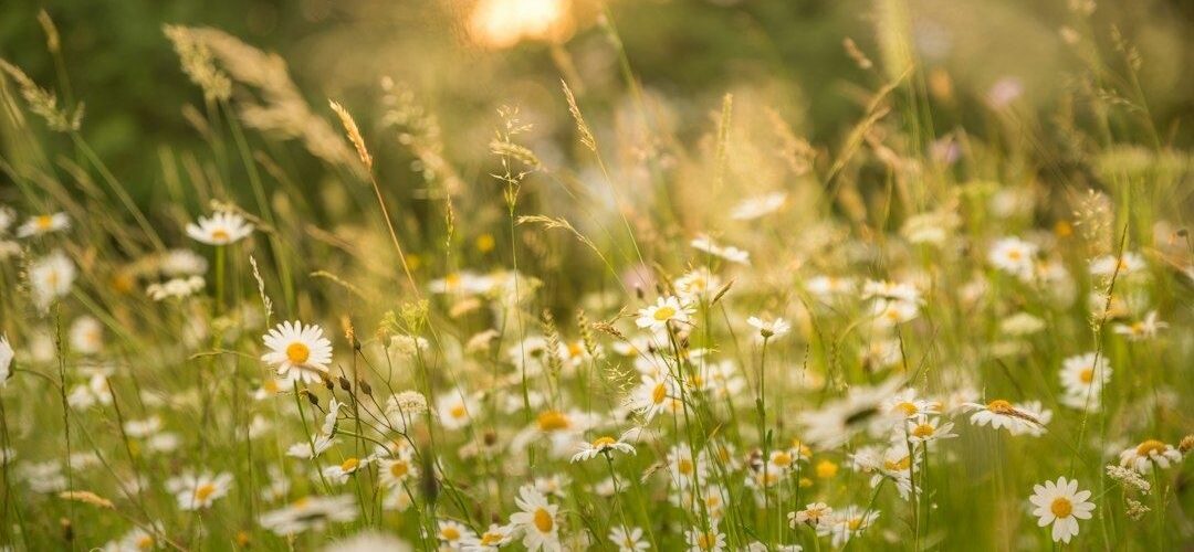 Gegenlicht taucht eine Wiese mit Margeriten in warmes Goldlicht