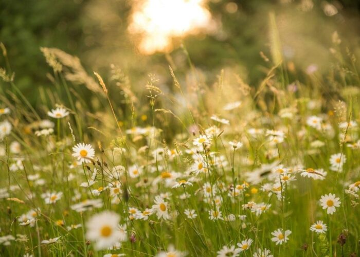 Gegenlicht taucht eine Wiese mit Margeriten in warmes Goldlicht