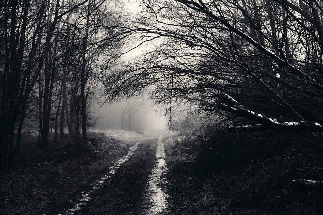 Nebeliger Waldweg zwischen kahlen Bäumen im diffusen Licht