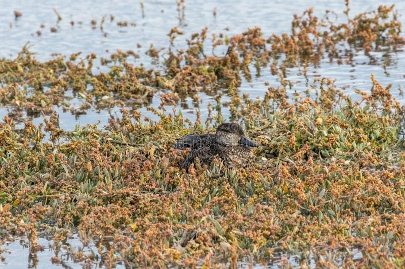 Ruhender Vogel liegt gut getarnt in dichter Ufervegetation eines Feuchtgebiets