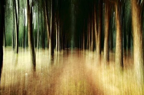 Abstrakt verwischter Wald mit langen vertikalen Baumstreifen